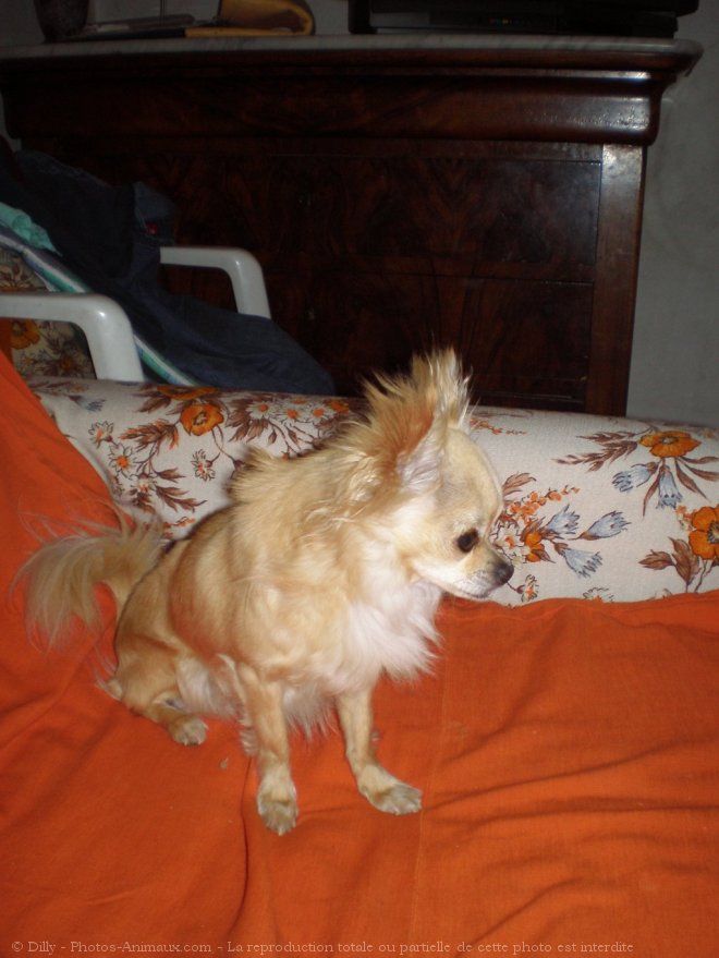 Photo de Chihuahua  poil long