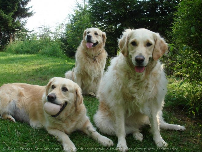 Photo de Golden retriever