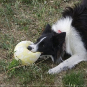 Photo de Border collie