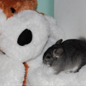 Photo de Chinchilla