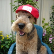 Photo d'Airedale terrier