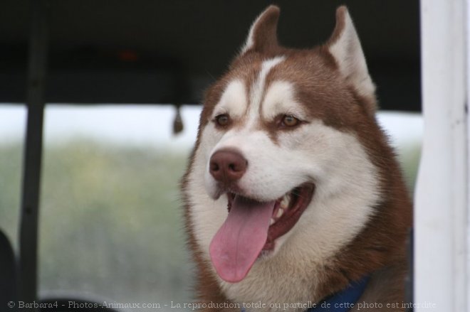 Photo de Husky siberien