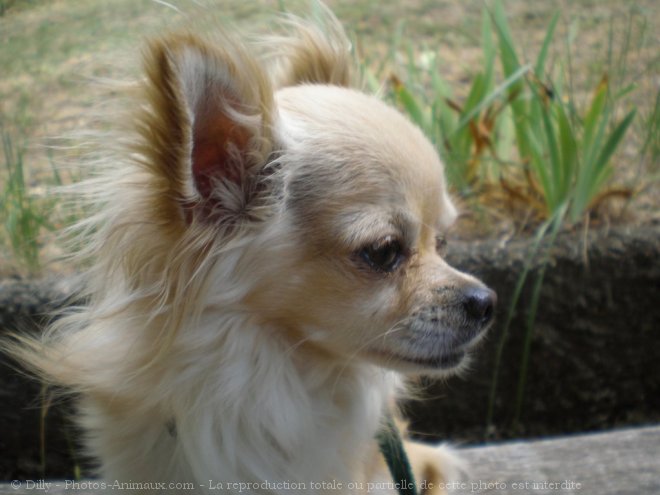 Photo de Chihuahua  poil long