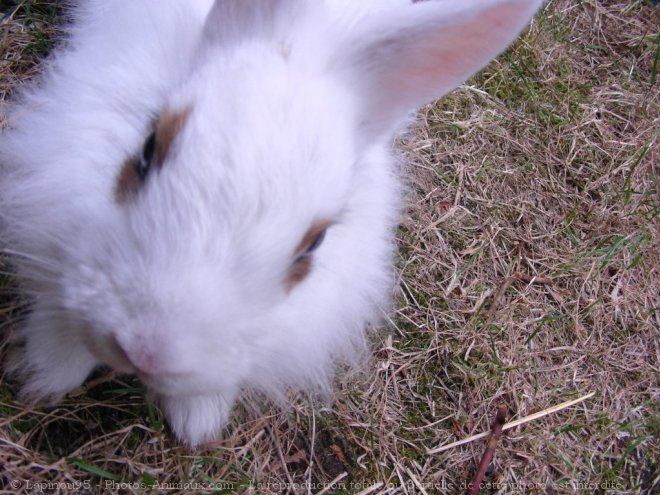 Photo de Lapin