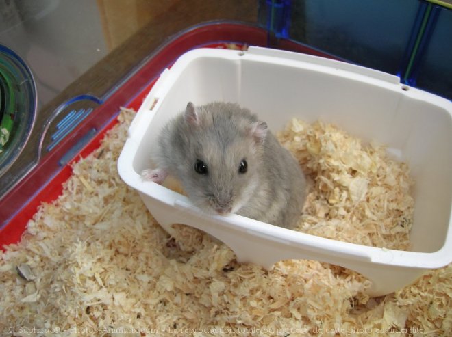 Photo de Hamster