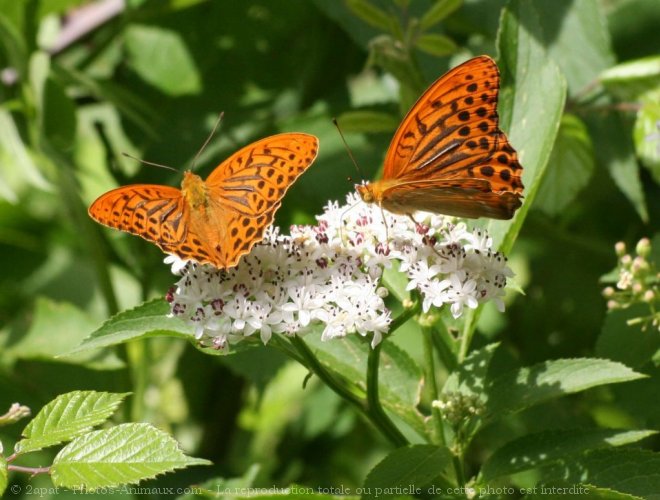 Photo de Papillon