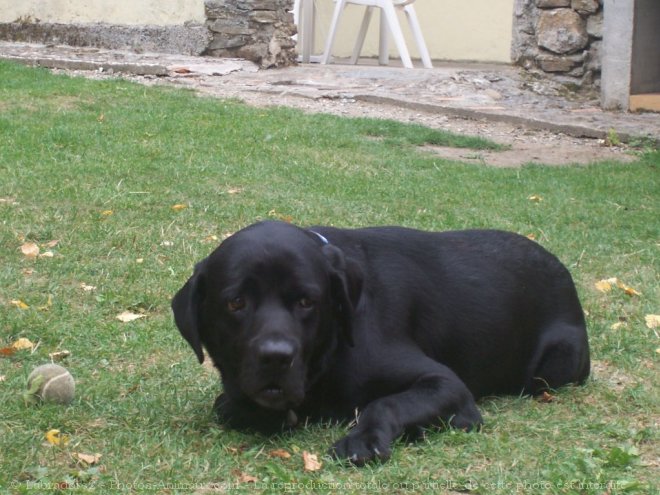 Photo de Labrador retriever