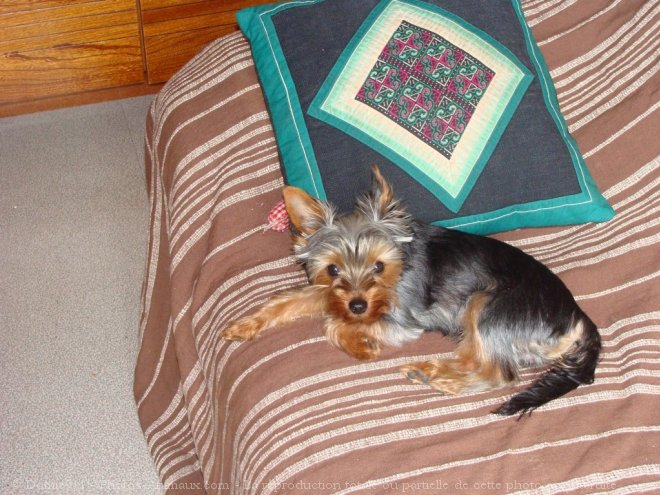 Photo de Yorkshire terrier