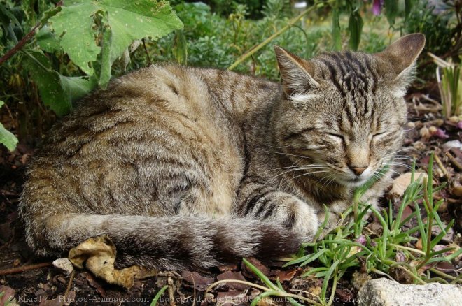 Photo de Chat domestique