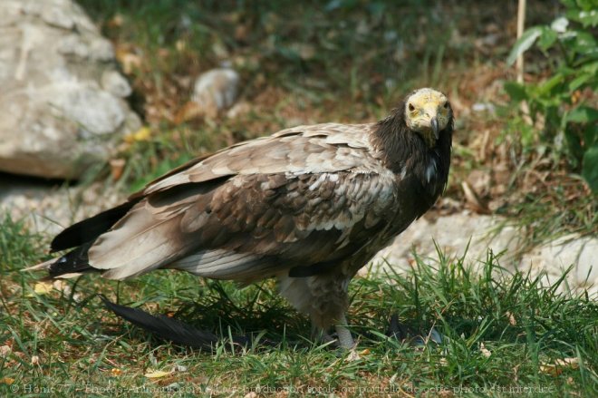 Photo de Vautour percnoptere