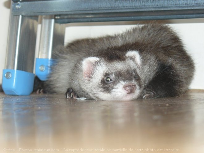 Photo de Furet