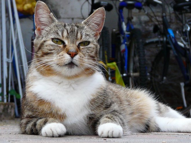 Photo de Chat domestique