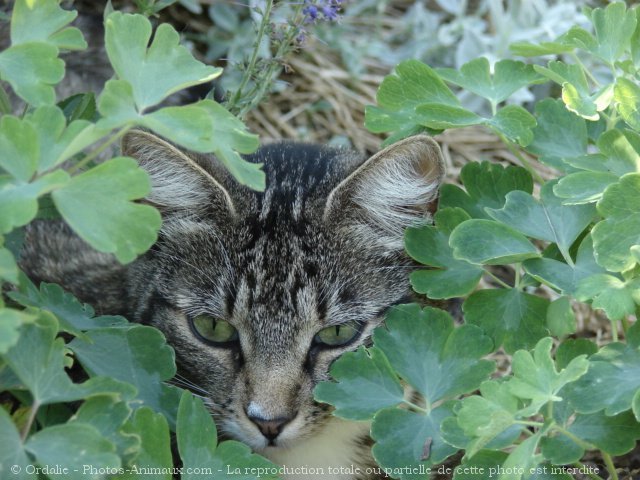 Photo de Chat domestique