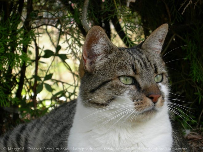 Photo de Chat domestique