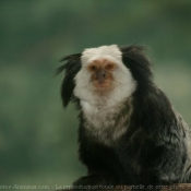 Photo de Singe - ouistiti de geoffroy