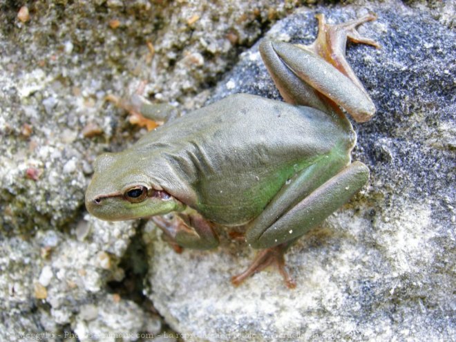 Photo de Grenouille