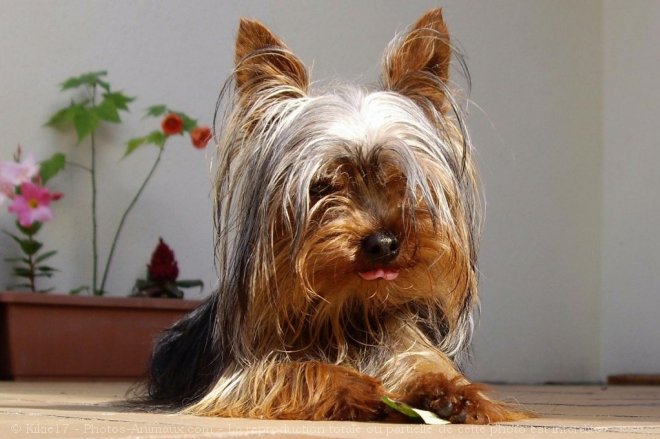 Photo de Yorkshire terrier