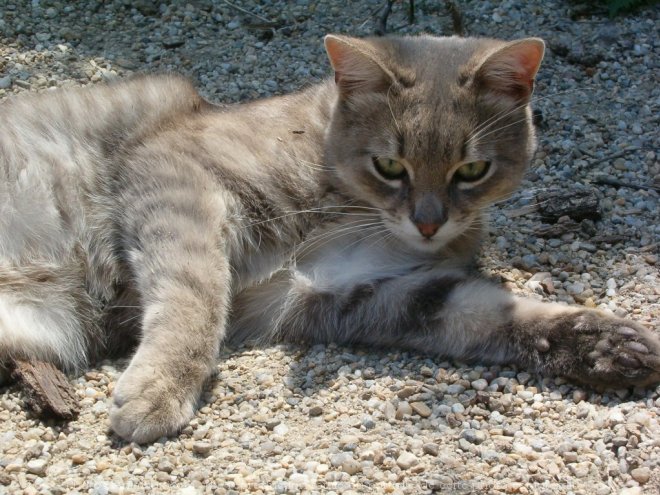 Photo de Chat domestique