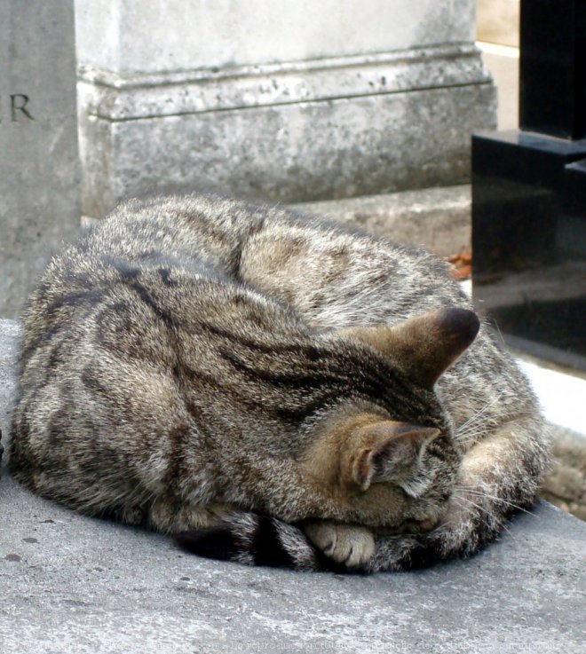 Photo de Chat domestique