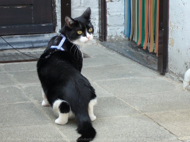 Photo de Chat domestique