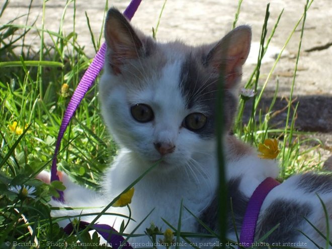 Photo de Chat domestique