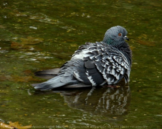 Photo de Pigeon