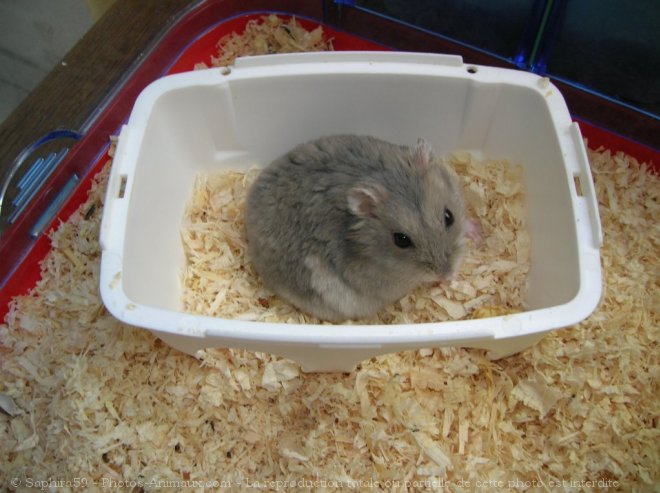 Photo de Hamster