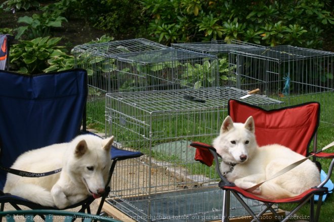 Photo de Husky siberien