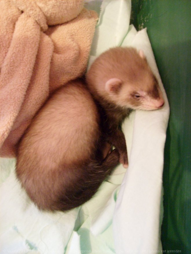 Photo de Furet