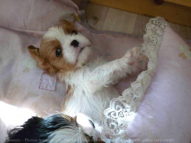 Photo de Cavalier king charles spaniel