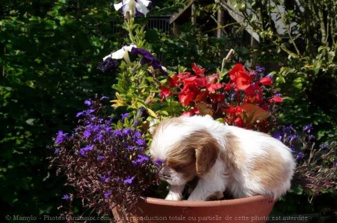 Photo de Cavalier king charles spaniel