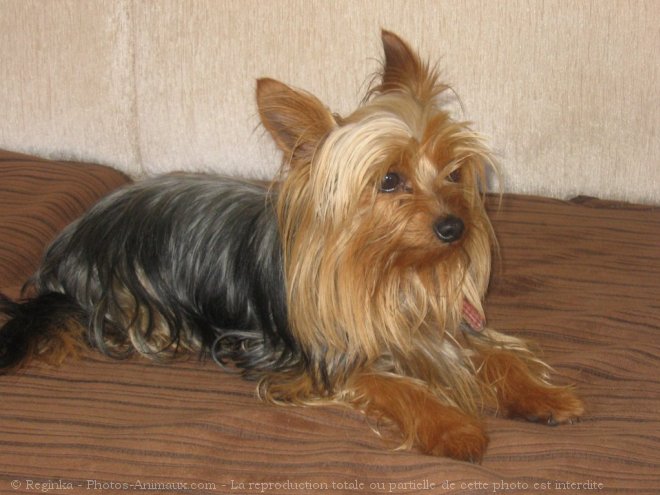 Photo de Yorkshire terrier