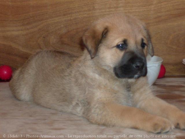 Photo de Berger belge malinois