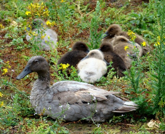 Photo de Canard