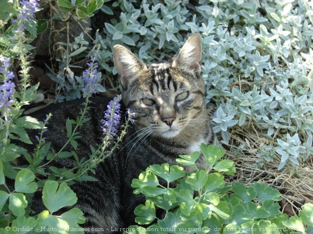 Photo de Chat domestique