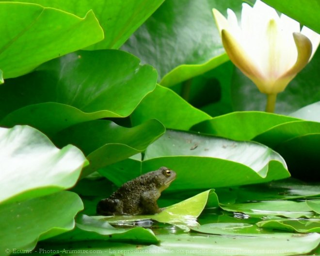 Photo de Grenouille