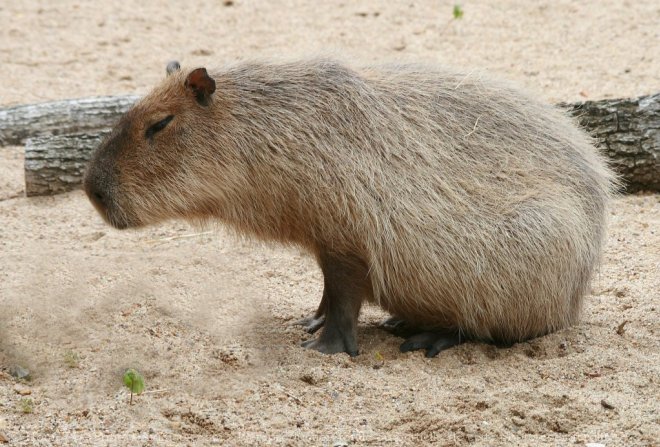 Photo de Cabiai ou capybara