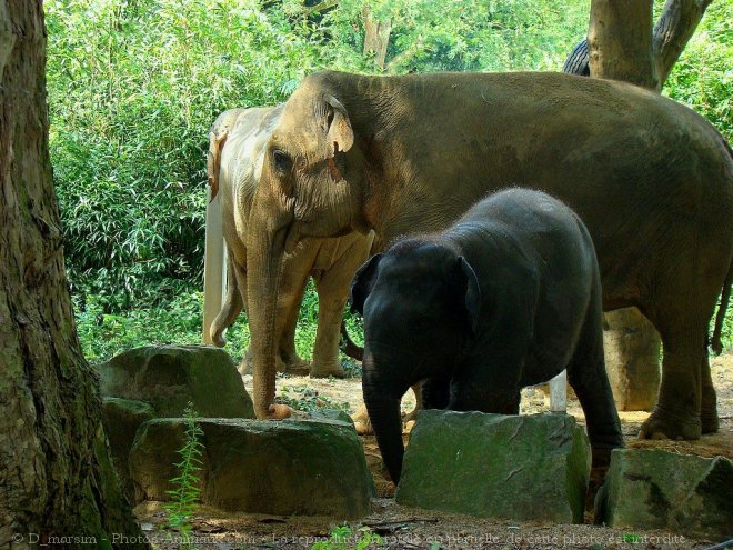 Photo d'Elphant d'asie