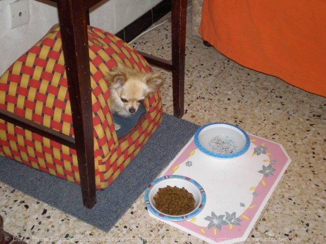 Photo de Chihuahua  poil long