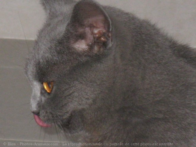 Photo de Chartreux