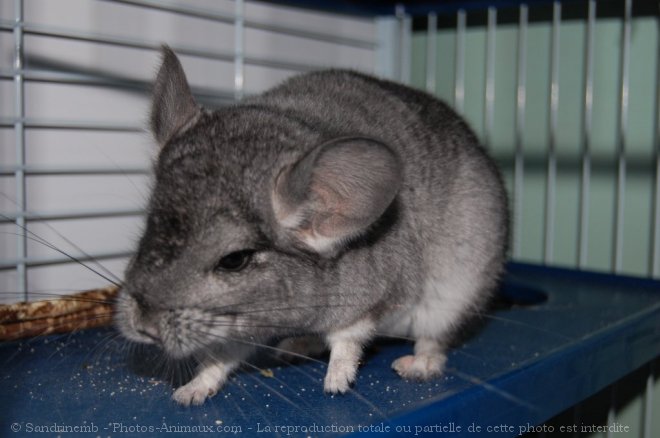 Photo de Chinchilla