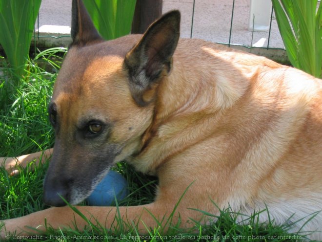 Photo de Berger belge malinois