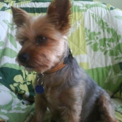 Photo de Yorkshire terrier