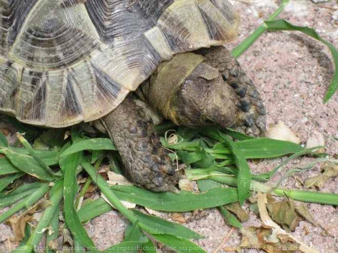 Photo de Tortue