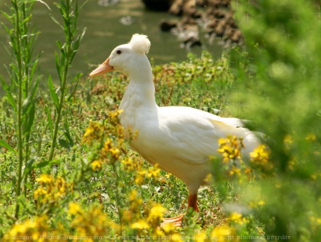 Photo de Canard