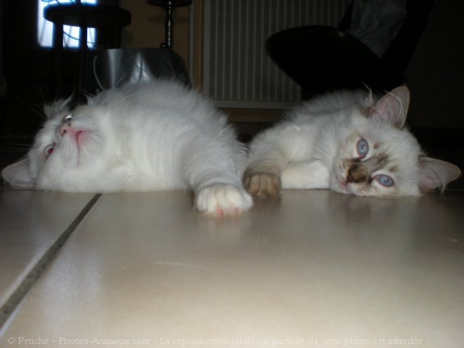 Photo de Ragdoll