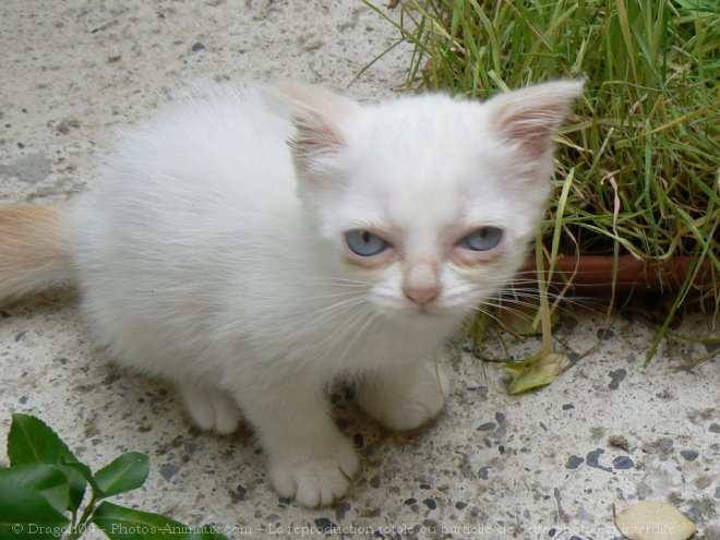 Photo de Scottish fold