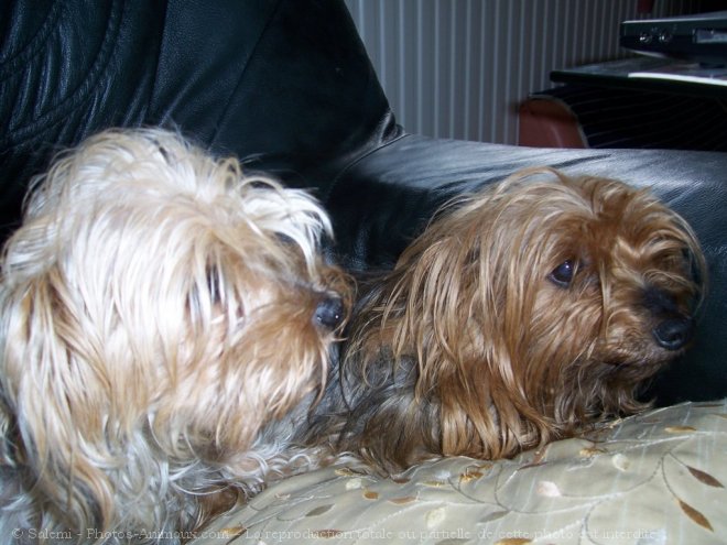 Photo de Yorkshire terrier