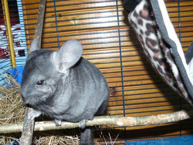 Photo de Chinchilla