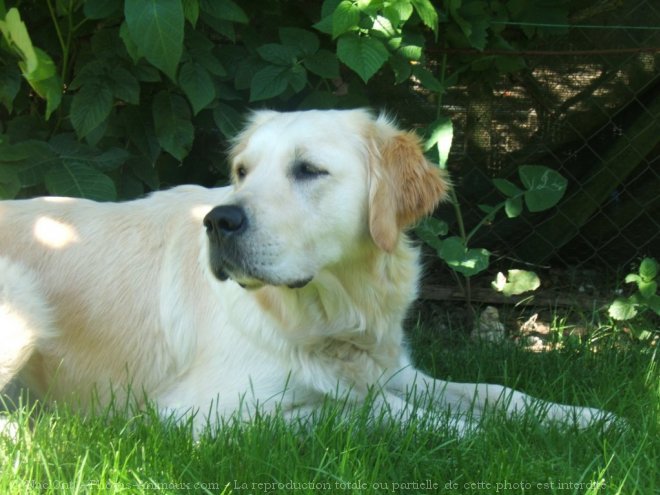 Photo de Golden retriever